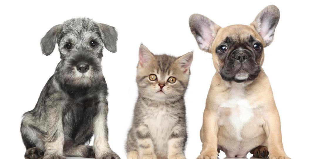 Pet Boarding in Hurricane, Utah