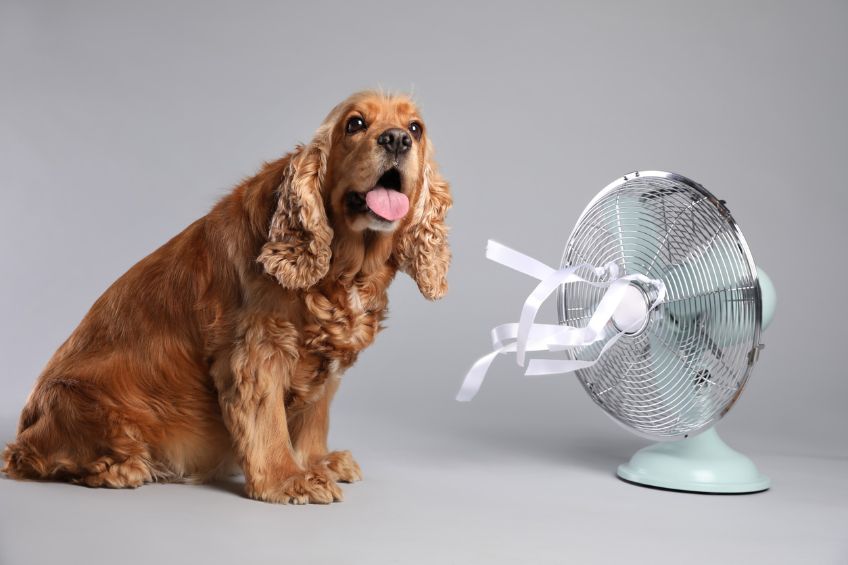 How to Keep Your Dog Cool During Utah's Summer Heat